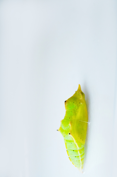 Yellowish-green pupa of a monarch butterfly beginning to show through the wings and eyes made inside on a white background, vertical