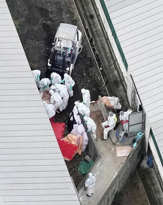 Officials at a pig farm where an outbreak of swine fever was confirmed proceeded with the killing of pigs. Officials at a pig farm where an outbreak of swine fever was confirmed in Karatsu City, Saga Prefecture, Japan, at 8:27 a.m. on September 1, 2023, from the head office s helicopter.