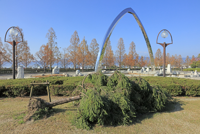 2018 Typhoon No. 21 Fallen tree (Karasuma Memorial Park, Kusatsu City, Shiga Prefecture)
