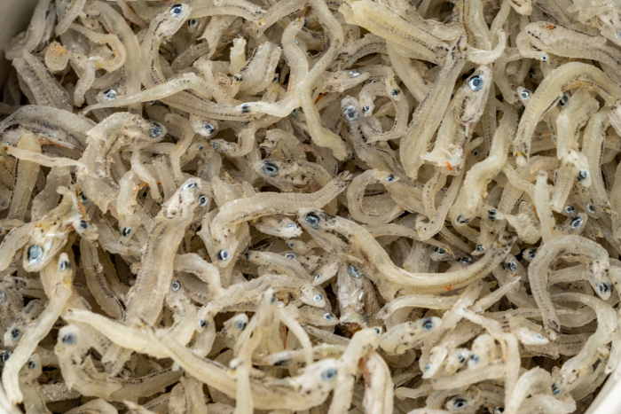 Close-up of Chirimenjako (dried young sardines)