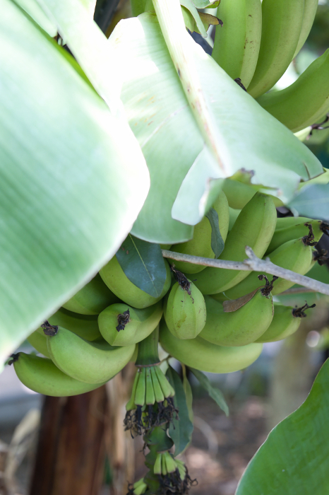 Pre-ripe green banana fruit on a tree