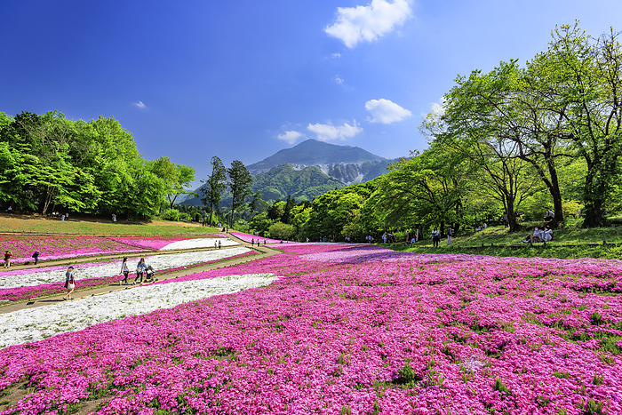 Mukosan and the grass cherry blossoms in Yozan Park, Saitama Prefecture