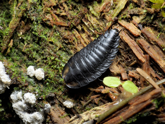 Larvae of sipunculid beetles (Lepidoptera: Lepidoptera)