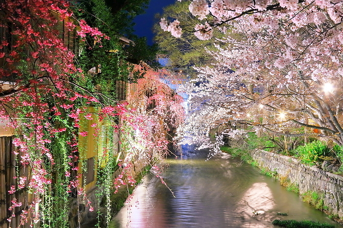 Night Cherry Blossoms on the Shirakawa River in Gion Kyoto City, Kyoto Prefecture