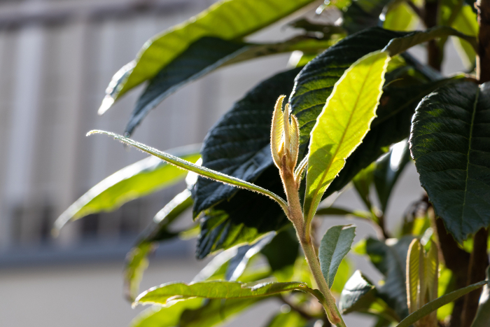 New shoots of loquat tree bathed in spring sunlight
