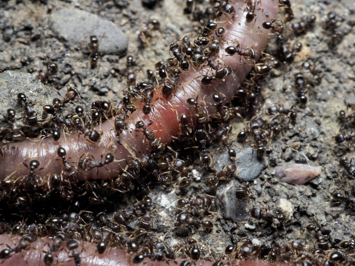 Ants and Worms