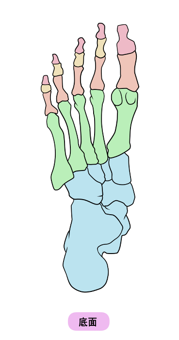 Clip art of simple foot bone