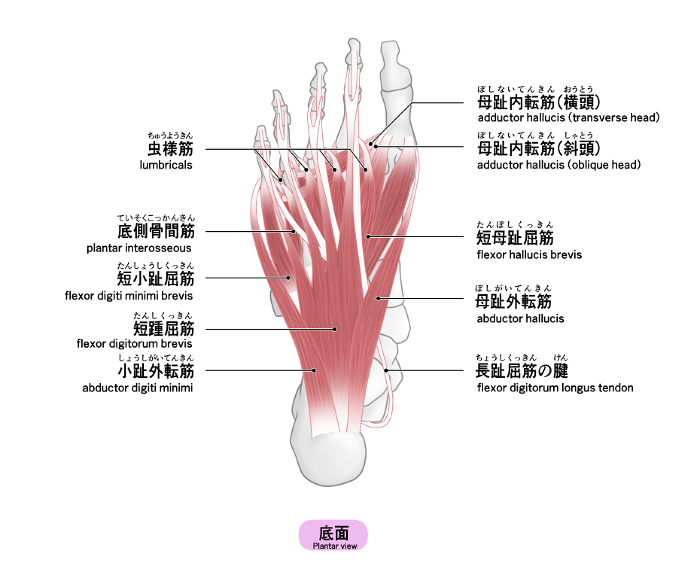 Simple illustration of foot bones and muscles