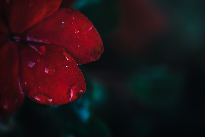 Red Flower with Rain Drops