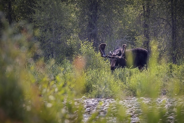 A bull moose feeds in Grand Teton National Park, Wyoming.