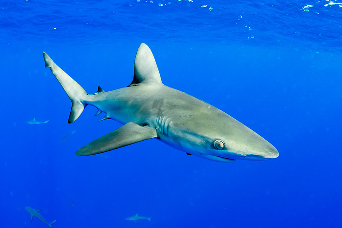 Galapagos shark  Carcharhinus galapagensis, species found in the tropical waters of the western Atlantic Ocean  Galapagos shark in the water