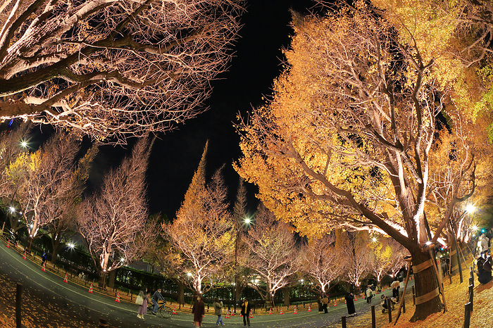 Autumn leaves of ginkgo avenue in Meiji Jingu Gaien, Minato-ku, Tokyo