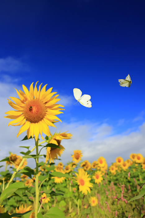 Sunflower field in Izumino and monarch butterflies Taken at Sunflowers in Izumino