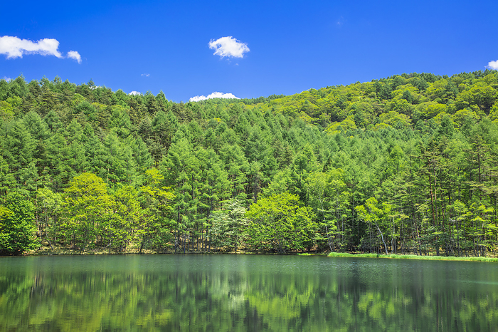 Fresh greenery at Mikashika Pond, Nagano Prefecture