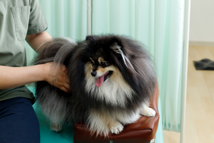 Canine bodywork, acupuncture, and veterinary hospital image. Pomeranian receiving treatment is scared or anxious.