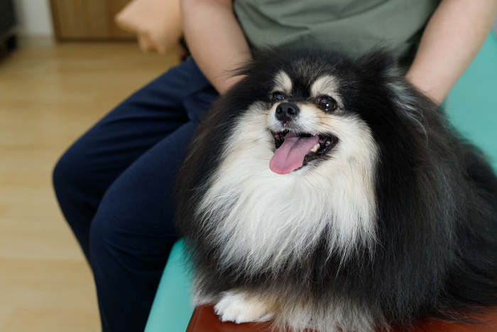 Canine bodywork, acupuncture and veterinary clinic image. Relaxed Pomeranian receiving treatment.