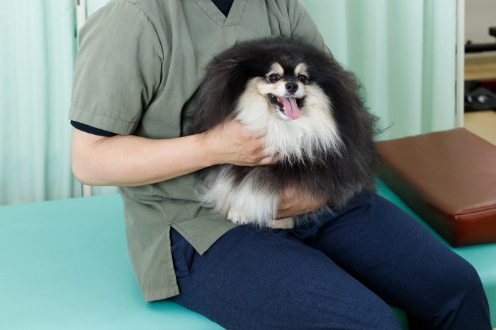 Dog bodywork, acupuncture, and veterinary hospital image. Pomeranian having his neck massaged on his lap.