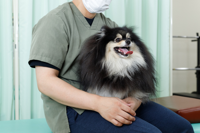 Canine bodywork, acupuncture, and veterinary hospital image. Relaxed Pomeranian being held on lap.