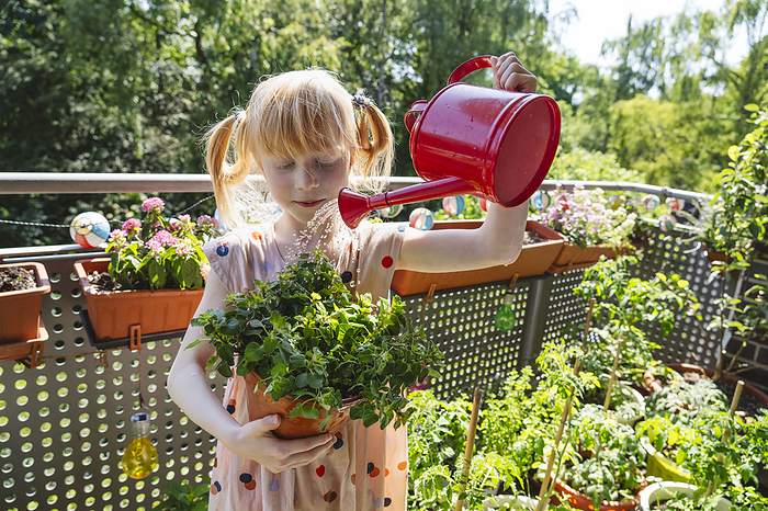 Blond girl watering oregano plant in balcony