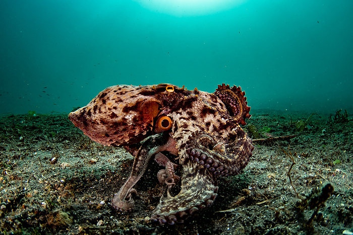 common octopus  Octopus vulgaris  Octopus in the water