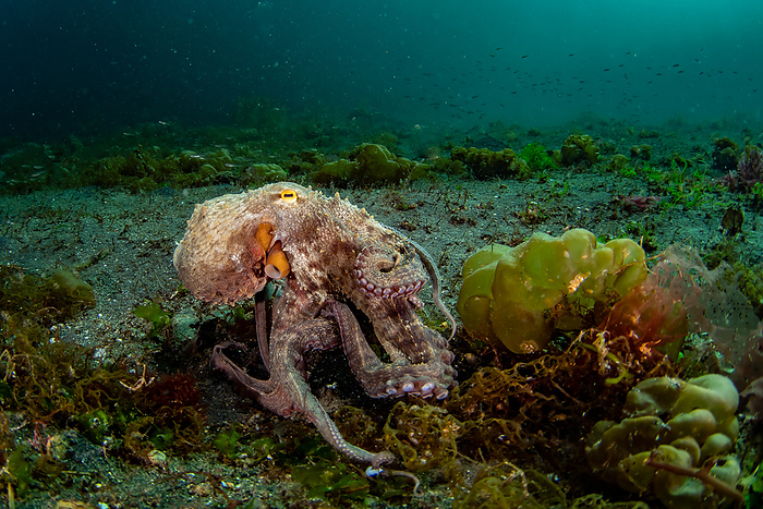 common octopus  Octopus vulgaris  Octopus in the water