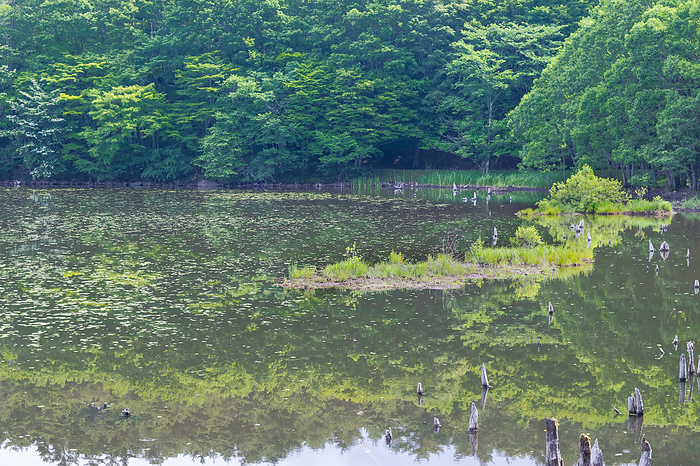 Minamiaizu Kannonuma Forest Park