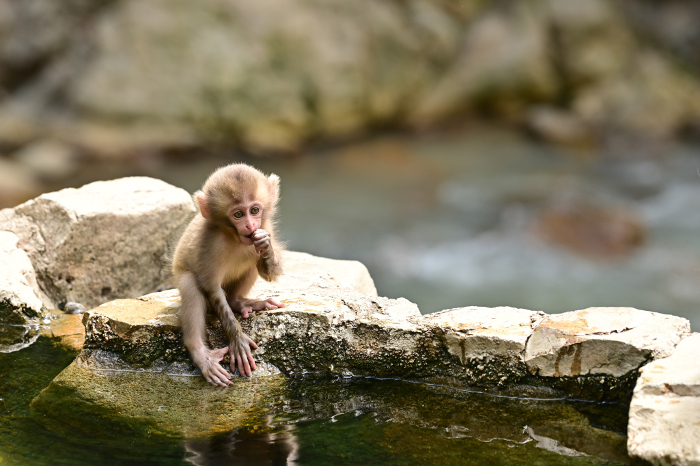 Nagano】The monkeys were relaxing and taking a hot spring bath at the Jigokudani Yaen-koen. The baby monkeys were also very cute.