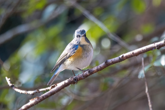 A red-flanked bluetail perching on a tree branch