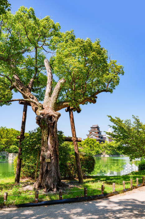 A-bombed camphor tree and Hiroshima Castle
