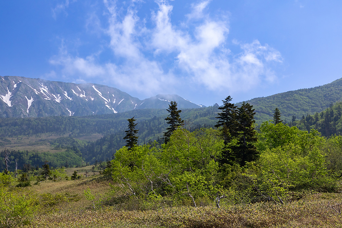Midagahara in fresh green Toyama Northern Alps Taken from Midagahara in the direction of Oku Dainichi dake