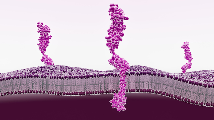 RAGE receptors in membrane, illustration Illustration of a receptor for advanced glycation endproducts  RAGE  within a lipid bilayer membrane. This transmembrane protein belongs to the immunoglobulin superfamily and is able to bind to multiple molecules. Binding results in a signal cascade that causes pro inflammatory gene activation. The expression of RAGE is stimulated by cellular stresses, such as inflammation, and so this leads to a positive feedback cycle that results in chronic inflammation. RAGE is involved in the pathogenesis of a number of diseases including diabetes, Alzheimer s disease and cancers., by THOM LEACH   SCIENCE PHOTO LIBRARY