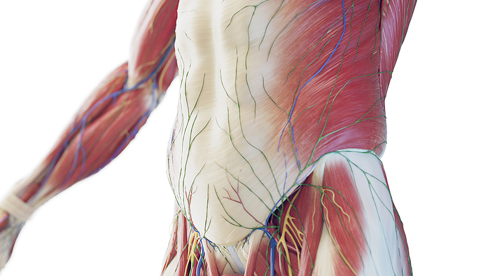 Abdominal muscles, illustration Abdominal muscles, illustration., by SEBASTIAN KAULITZKI SCIENCE PHOTO LIBRARY