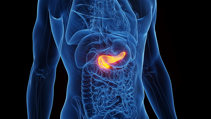 Pancreas, illustration Pancreas, illustration., by SEBASTIAN KAULITZKI SCIENCE PHOTO LIBRARY