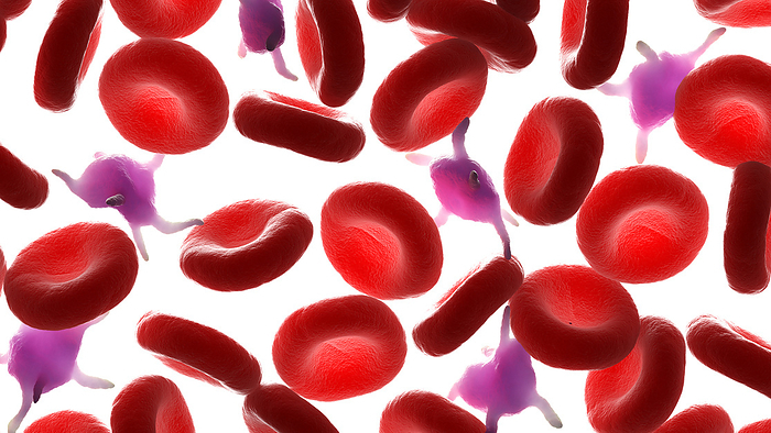 Blood cells and activated platelets, illustration Blood cells and activated platelets, illustration., by SEBASTIAN KAULITZKI SCIENCE PHOTO LIBRARY