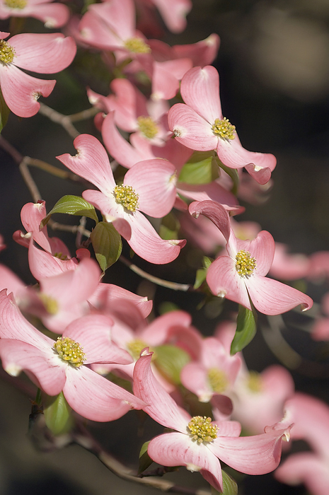 Pink flowering dogwood  Cornus florida var. rubra  Pink flowering dogwood  Cornus florida var. rubra  flowers. Also known as American dogwood, the plant itself is native to eastern North America and northern Mexico., by MARIA MOSOLOVA SCIENCE PHOTO LIBRARY