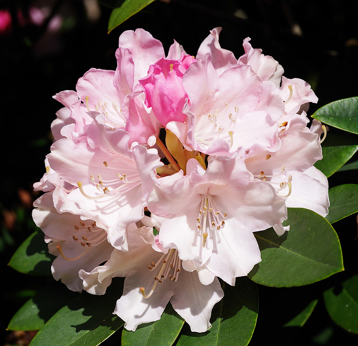 Rhododendron  Dreamland  flowers Rhododendron  Dreamland  flowers., by NEIL JOY SCIENCE PHOTO LIBRARY