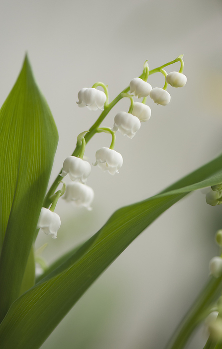 Lily of the valley  Convallaria majalis  Lily of the valley  Convallaria majalis  flowers., by MARIA MOSOLOVA SCIENCE PHOTO LIBRARY