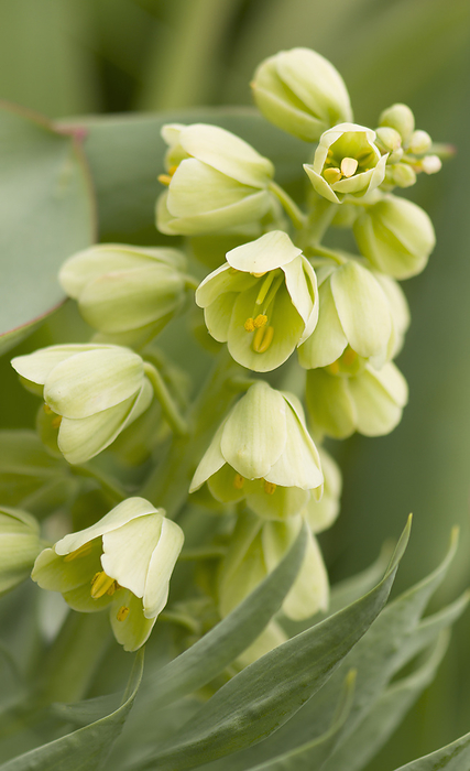 Fritillaria persica  Ivory Bells  flowers Fritillaria persica  Ivory Bells  flowers., by MARIA MOSOLOVA SCIENCE PHOTO LIBRARY