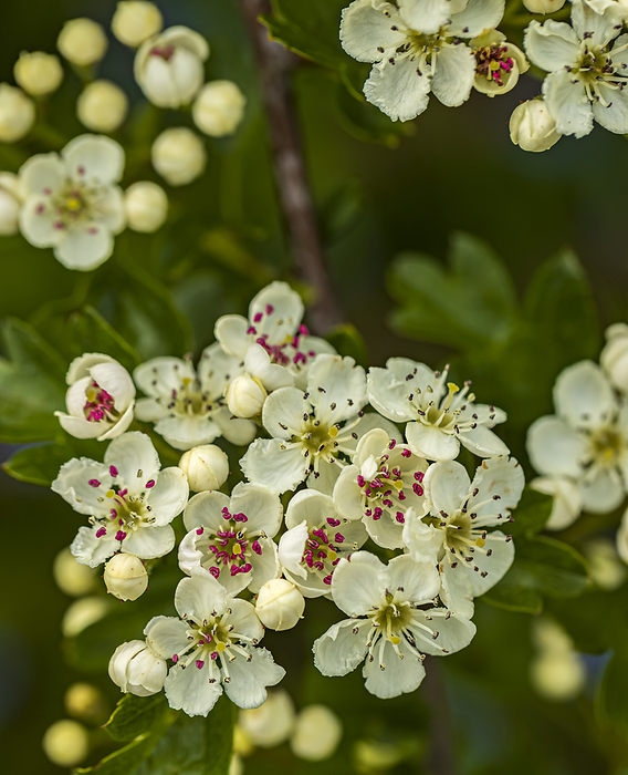 Hawthorn  Crataegus sp.  flowers blossoming Hawthorn  Crataegus sp.  flowers blossoming., by IAN GOWLAND SCIENCE PHOTO LIBRARY