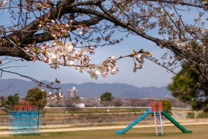 Park along the river where cherry blossoms bloom