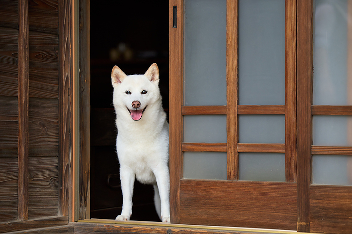 White Shiba Inu standing at the entrance of a Japanese house