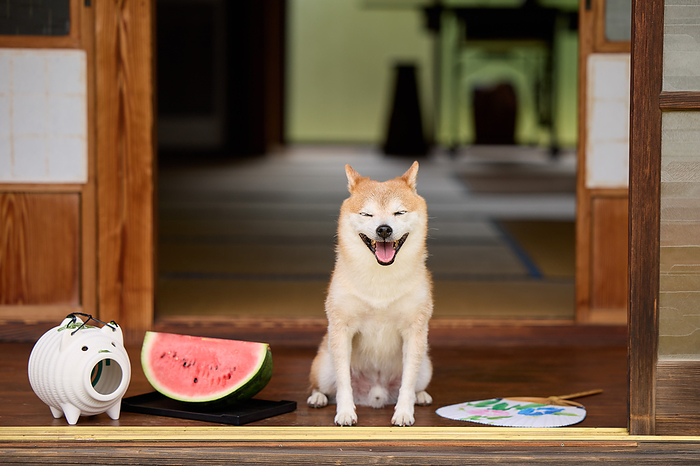 Shiba dog and watermelon relaxing on the porch