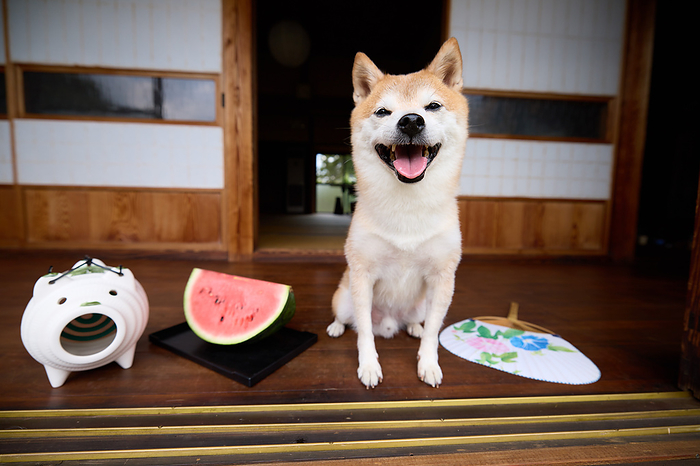 Shiba dog and watermelon relaxing on the porch