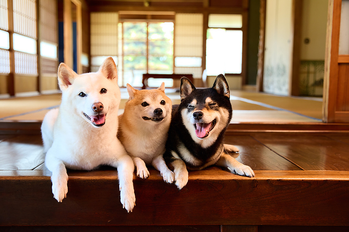 Shiba Inu lying down at the entrance of a Japanese house
