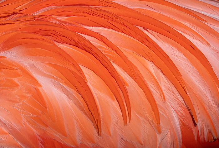 Background image, feathers Background image, FeaTHERS, by Zoonar Alexander Lud