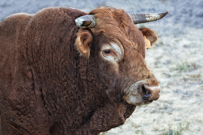 sardinian bull Sardinian Bull, by Zoonar JOACHIM G. PI