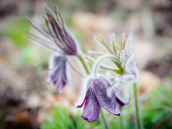 Small pasqueflower on a meadow in spring Small Pasqueflower on a Meadow in Spring, by Zoonar Ewald Fr