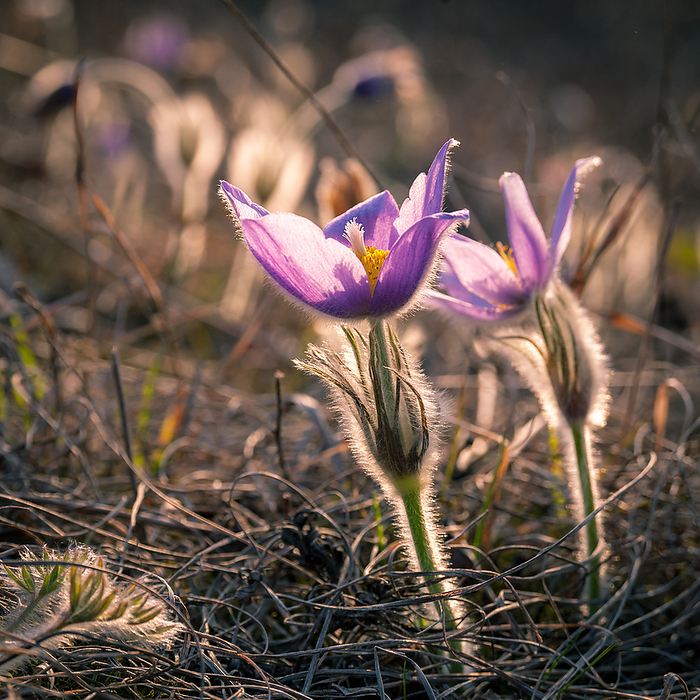 Pasqueflowers in a morning meadow Pasqueflowers in A Morning Meadow, by Zoonar Ewald Fr