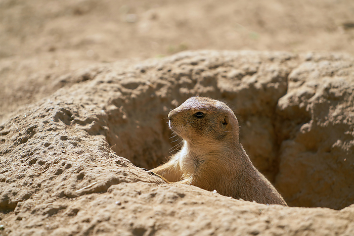 Young prairie dog keeps watch outside his cave Young Prairie Dog Keeps Watch Outside his cave, by Zoonar Heiko Kueverl
