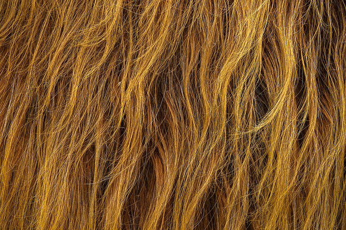 Scottish Highland Cow Hair Background Scottish Highland Cow Hair Background, by Zoonar Roy Henderson